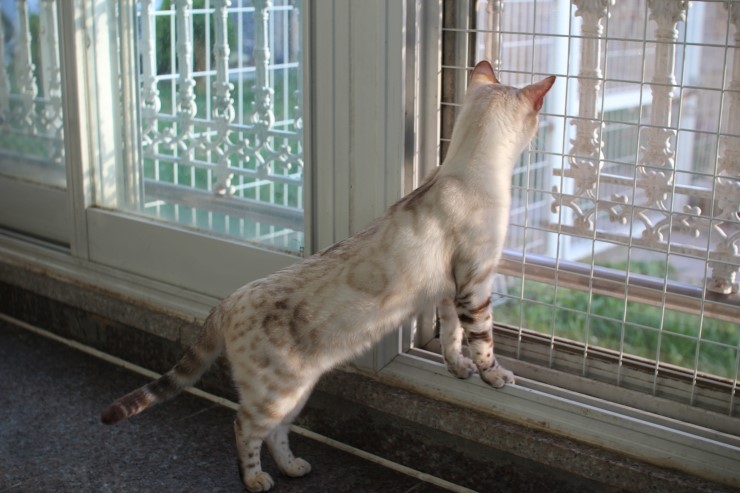 뱅갈고양이 키나와 스텔라 입니다~ 관련 이미지 12