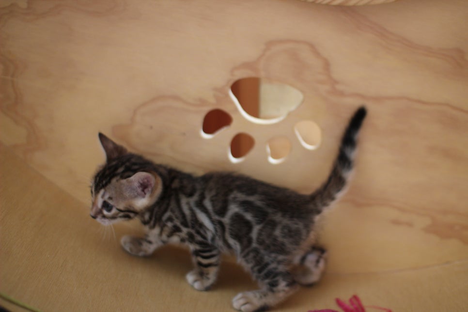 뱅갈고양이 여아들 캣휠 연습중~ 관련 이미지 20