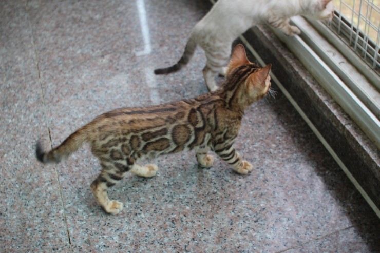 뱅갈고양이 꼬맹이들~~ 관련 이미지 4