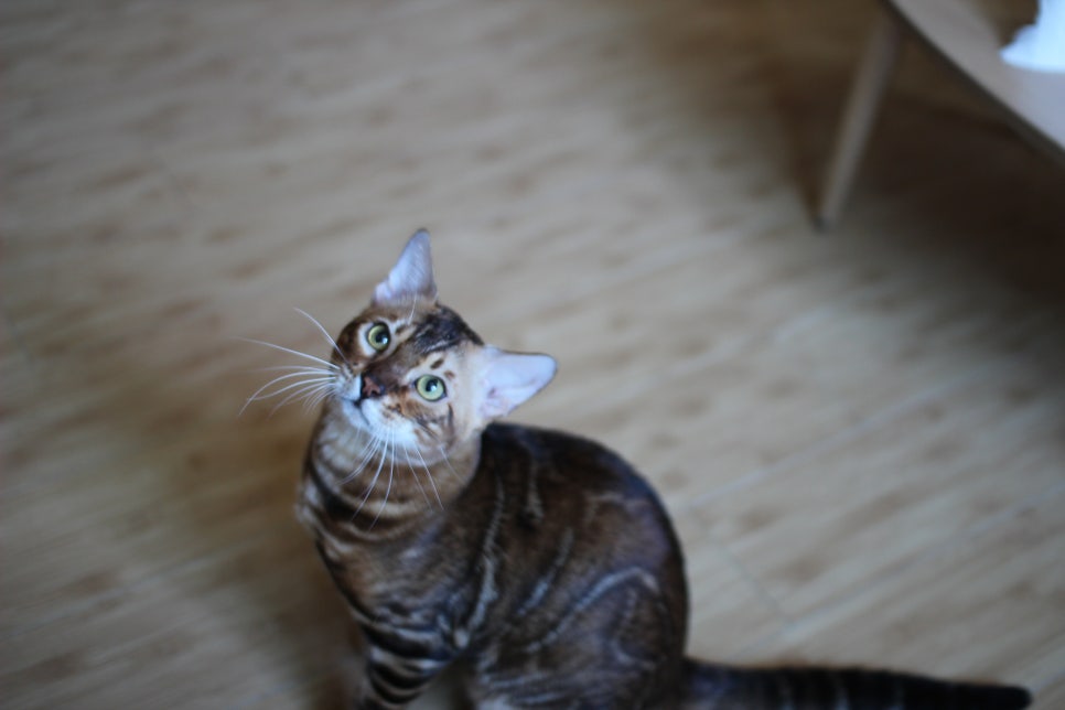 빈틈없이 꽉찬 스파블 뱅갈고양이 원탑~ 관련 이미지 1