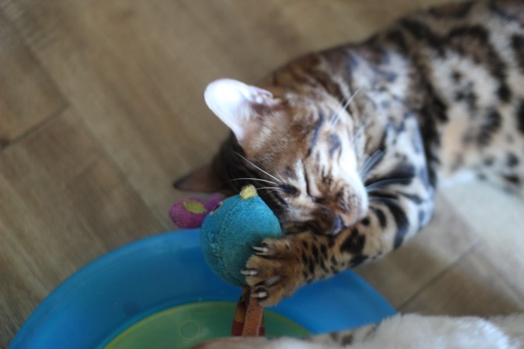 뱅갈고양이,뱅갈고양이 분양,닭고기는 마니커~~~ 관련 이미지 2