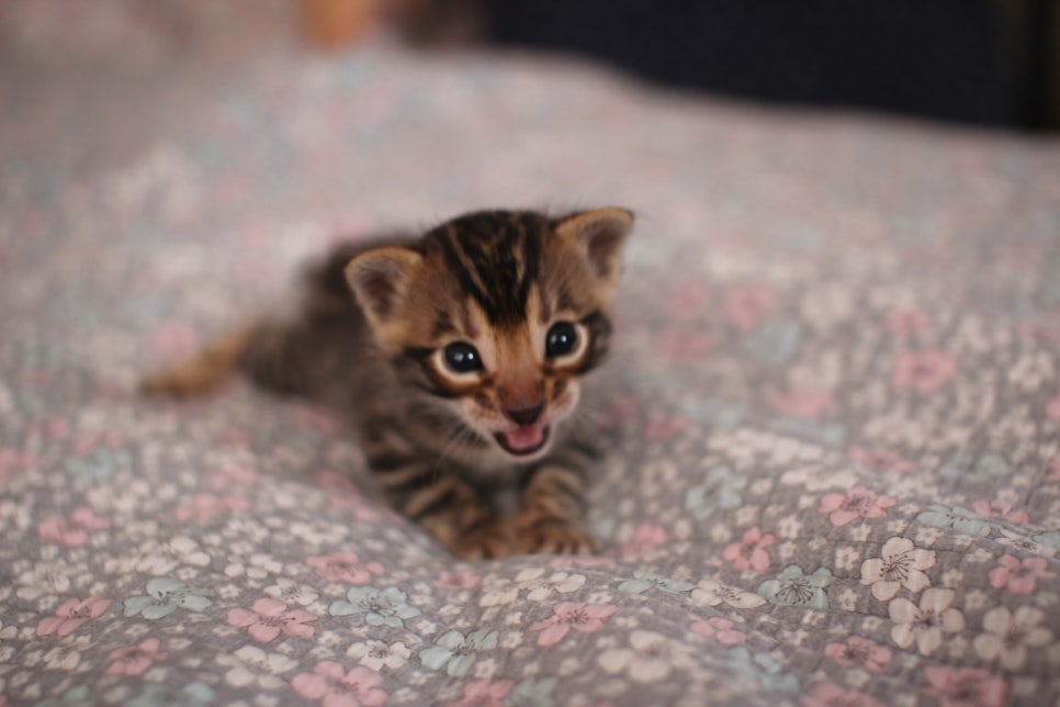아기 뱅갈고양이 너무나 이쁜 아이~ 관련 이미지 12
