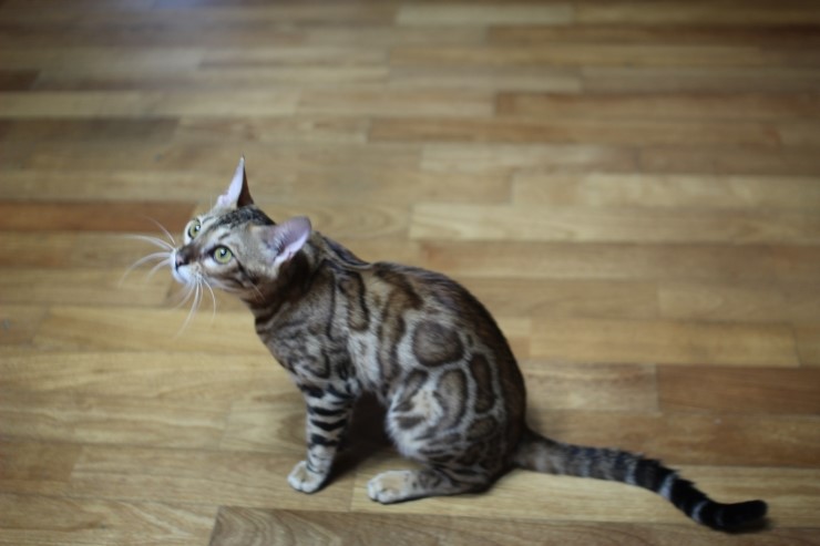 뱅갈고양이 세라 이쁘게 크고 있구나~~ 관련 이미지 2