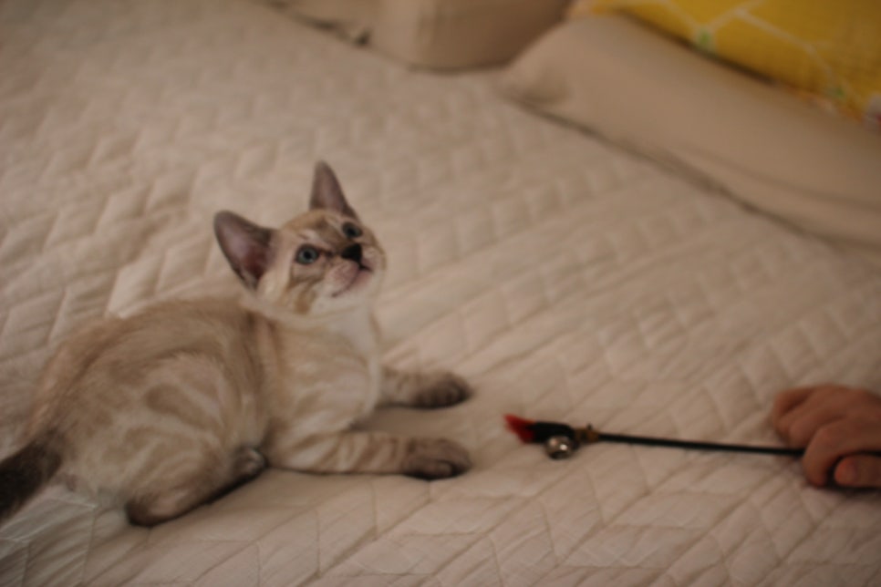 엄청 엄청 개냥이 스노우뱅갈고양이 남아 분양해요~ 관련 이미지 1