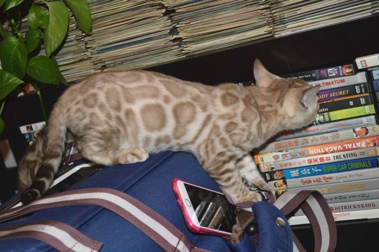 이번달에 들어오는 실밍크 뱅갈고양이 super hero 입니다^^ 관련 이미지 6