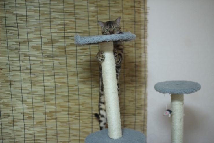 뱅갈고양이 장고 신났네요 ㅎㅎㅎ 관련 이미지 6