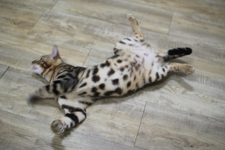 뱅갈고양이 애교가 많아진 벵갈고양이 장고~ 관련 이미지 6