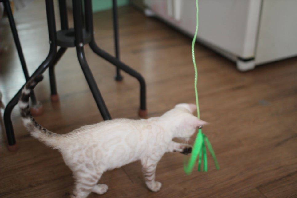 스노우뱅갈고양이 덩치 큰 남아에요~ 관련 이미지 17