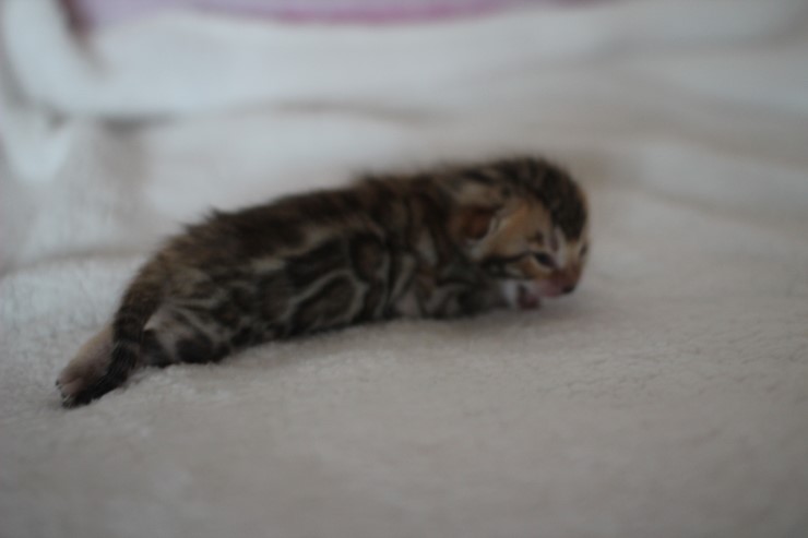 소유뱅갈고양이 캐터리 키튼들 입니다~ 관련 이미지 8