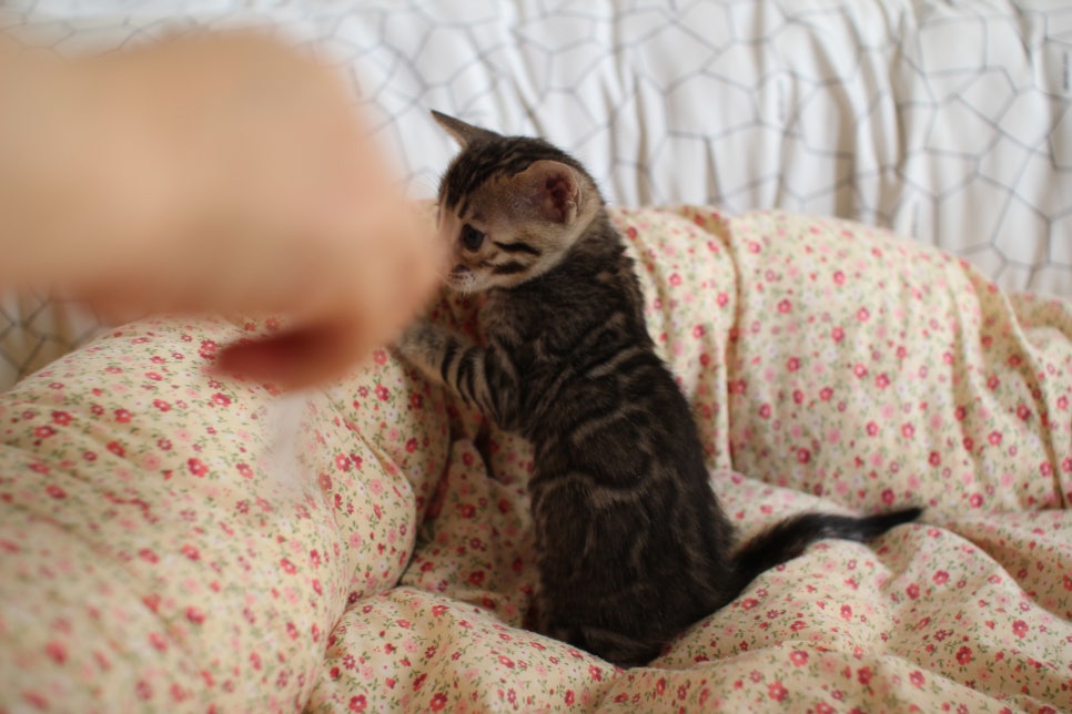 브라운 여아1 분양합니다~ 관련 이미지 5