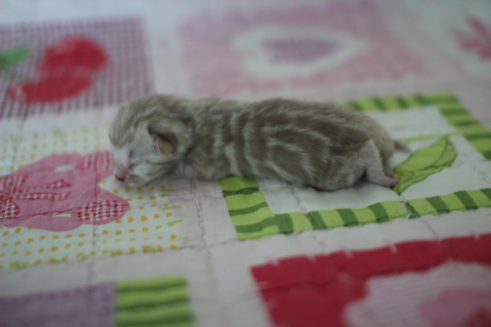 실밍크 스노우 뱅갈고양이 키퍼 여아예요~ 관련 이미지 1