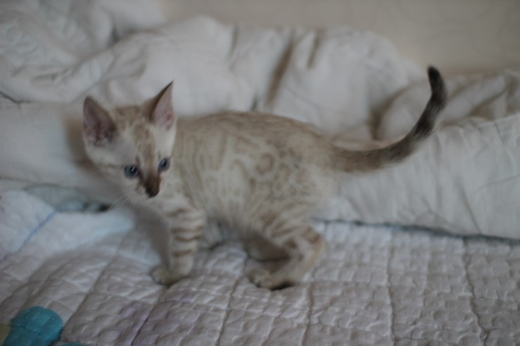 스노우 뱅갈고양이 남아 분양해요~ 관련 이미지 6