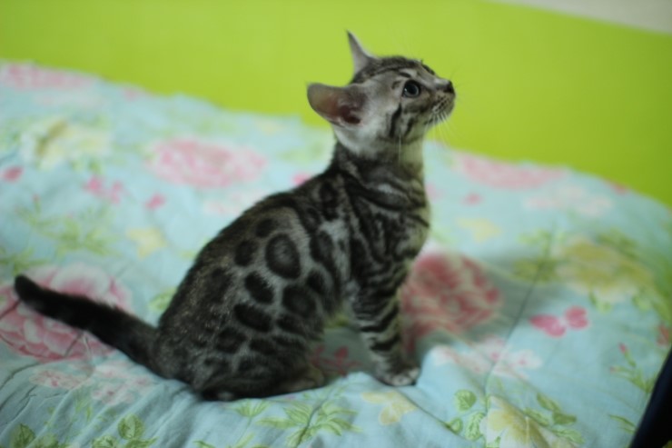 깡총깡총 실버 뱅갈고양이 남아 분양 관련 이미지 11