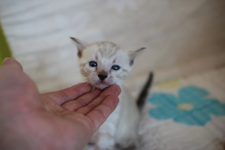 비슷한 패턴에 뱅갈고양이 남매~ 관련 이미지 15