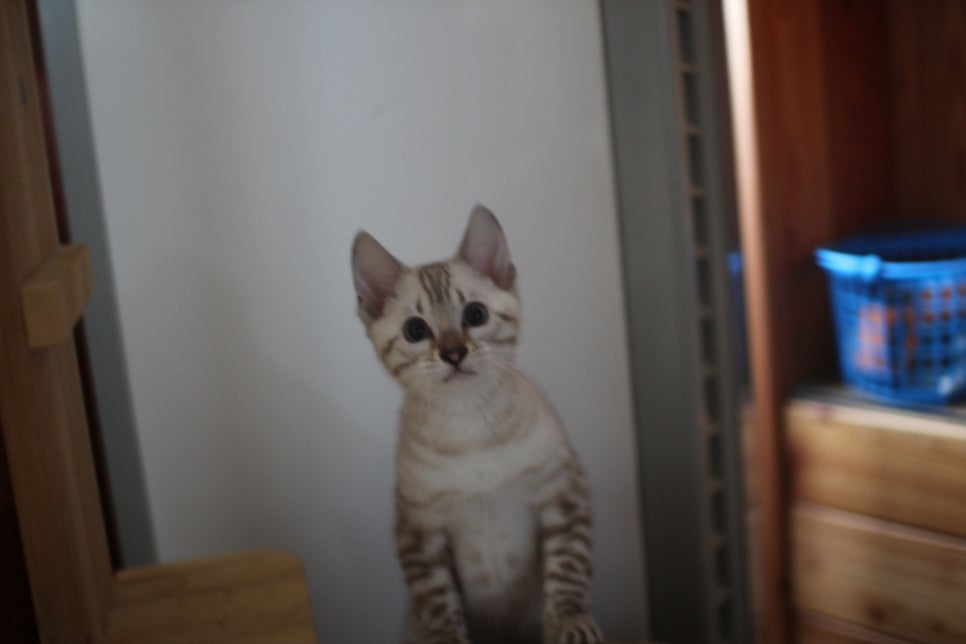 소유뱅갈고양이 캐터리 꼴통 킹 입니다~ 관련 이미지 1