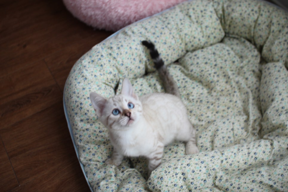 스노우뱅갈고양이 여아 분양해요~ 관련 이미지 1