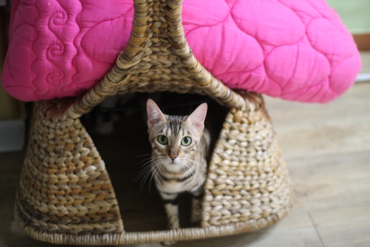 뱅갈고양이,뱅갈고양이분양,청소후 한컷~~~ 관련 이미지 2