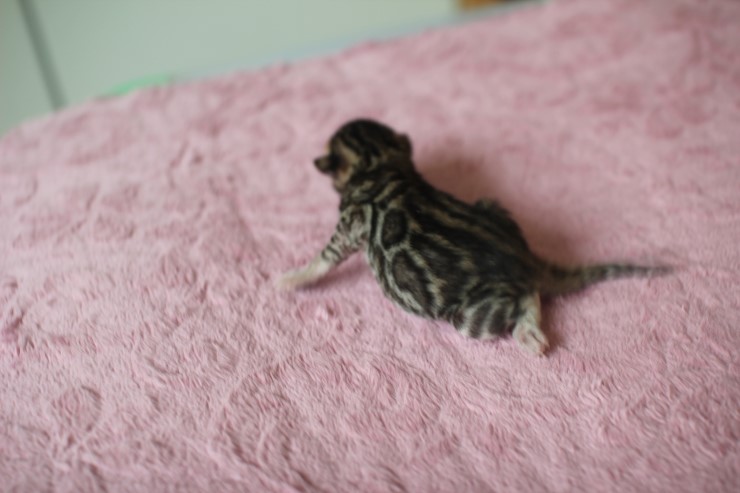 수출 진행중인 뱅갈고양이 여아예요~ 관련 이미지 1
