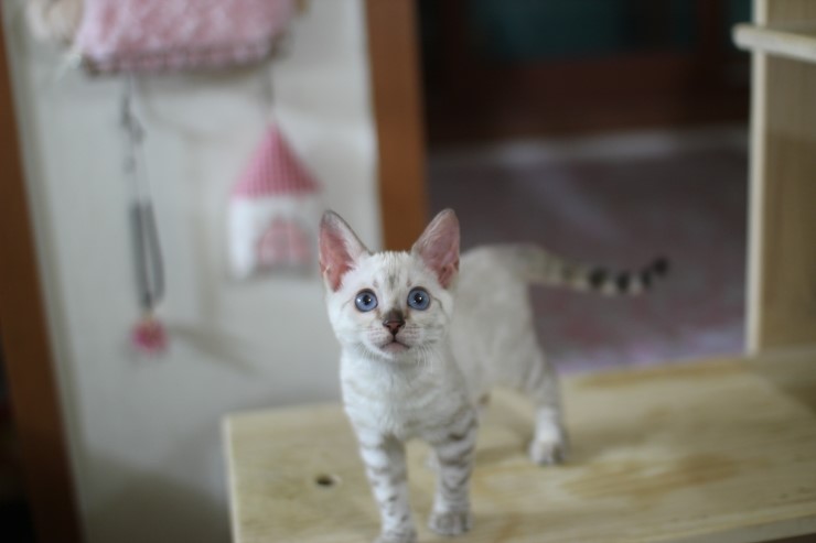 뱅갈고양이,스노우뱅갈고양이, 링컨이와 초아는 적응 끝나고 재미나게 살고 있어요~~~~~~~ 관련 이미지 8