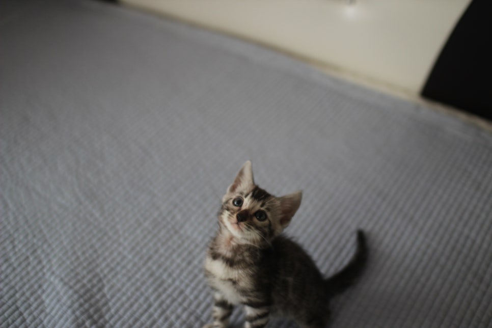 실버뱅갈고양이 남아 오늘 사진 찍었어요~ 관련 이미지 1