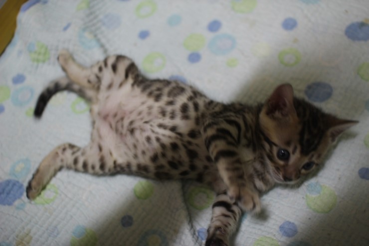 뱅갈고양이 분양 레오 추가 사진 입니다~ 관련 이미지 10