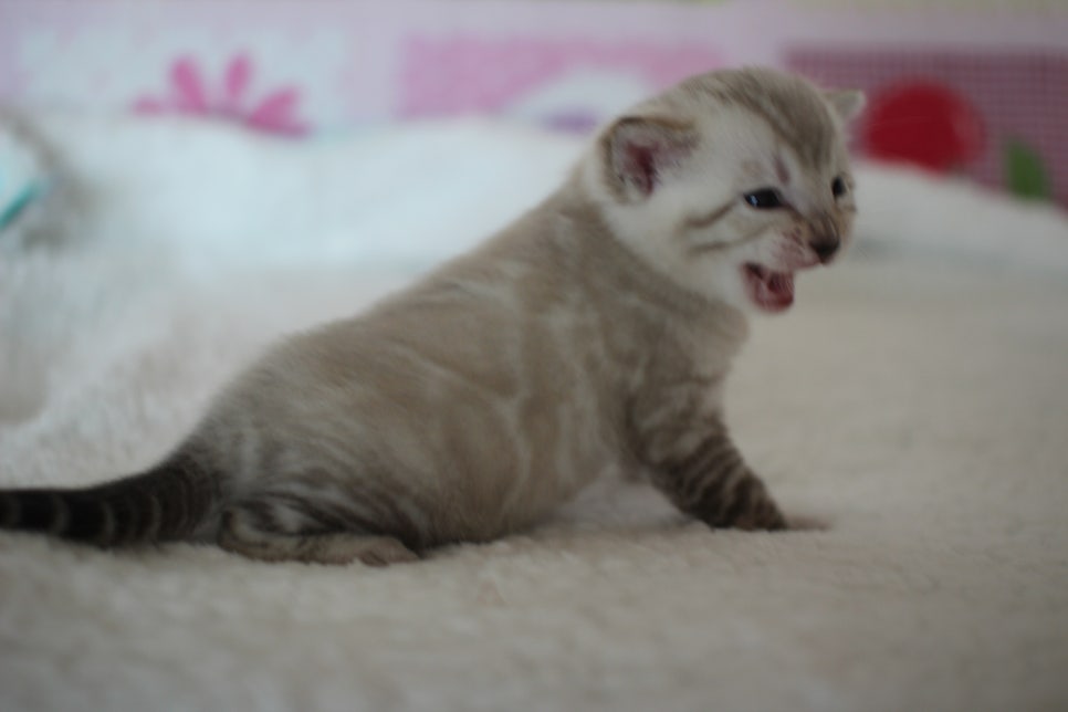 실링스 뱅갈고양이 남아 오늘 모습~ 관련 이미지 3