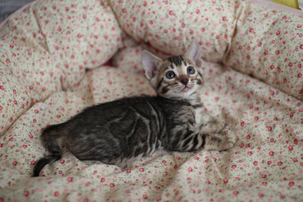 뱅갈고양이 여아1 분양해요~ 관련 이미지 5