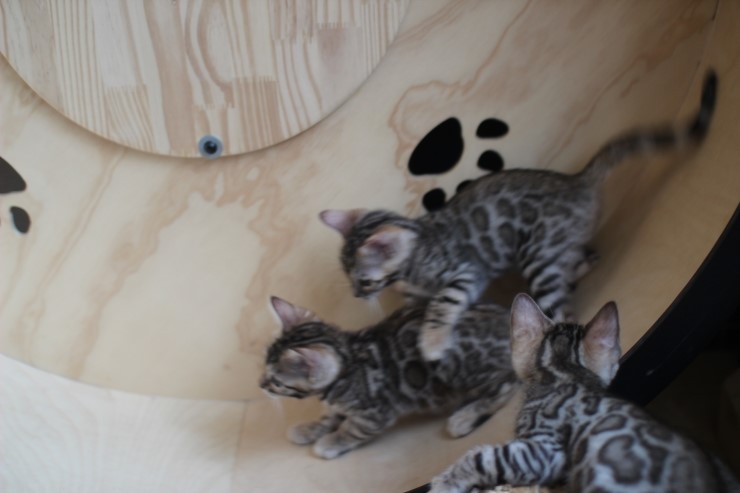 뱅갈고양이 꼬맹이들 사진이예요~ 관련 이미지 15