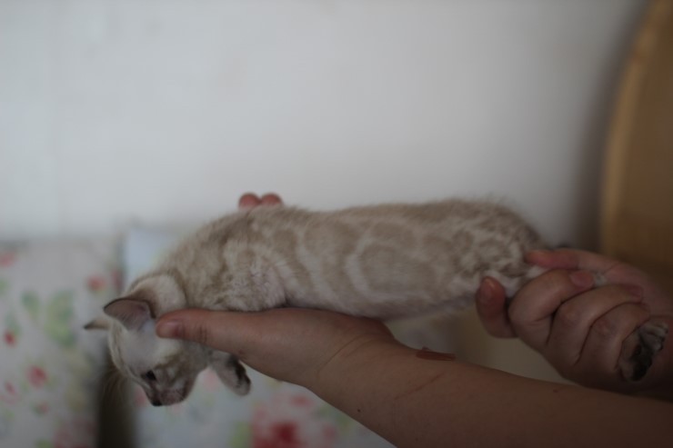 뱅갈고양이 스노우 밍크,실버 남아 새로운 사진~ 관련 이미지 14