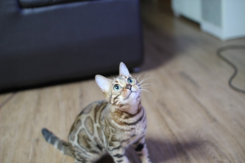 초미묘 브라운 뱅갈고양이 성묘 여아 분양해요~ 관련 이미지 3