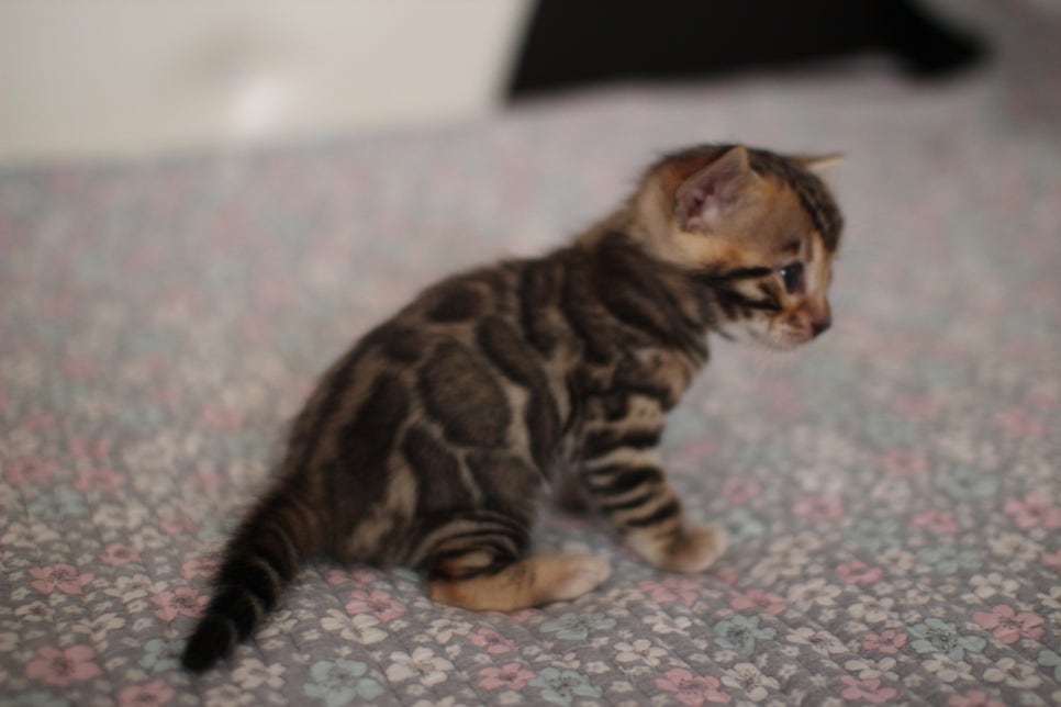 브라운 남아,여아 분양합니다~ 관련 이미지 3