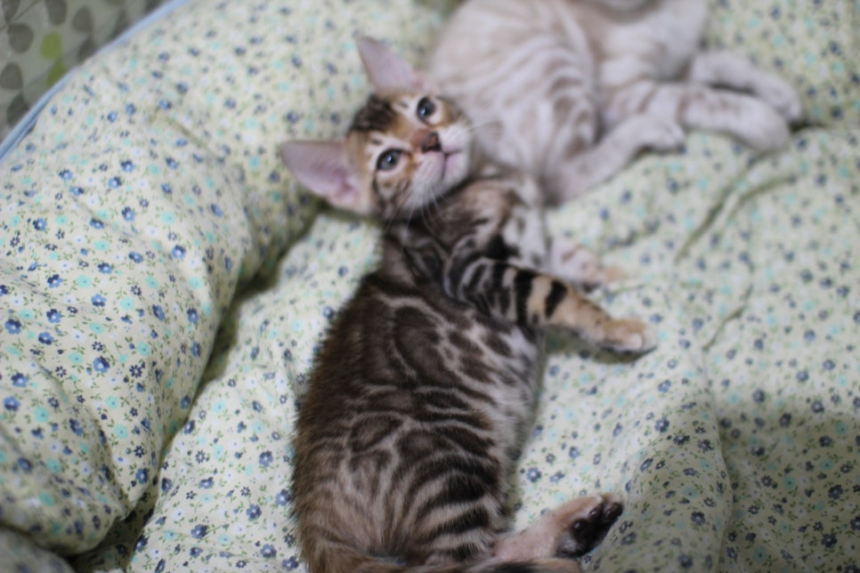 브라운 뱅갈고양이 여아 분양해요~ 관련 이미지 7