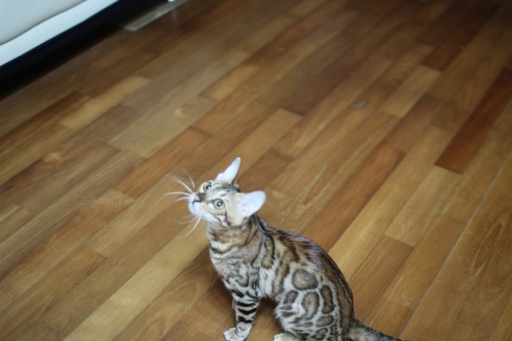 공중제비하는 뱅갈고양이 세라예요~ 관련 이미지 4