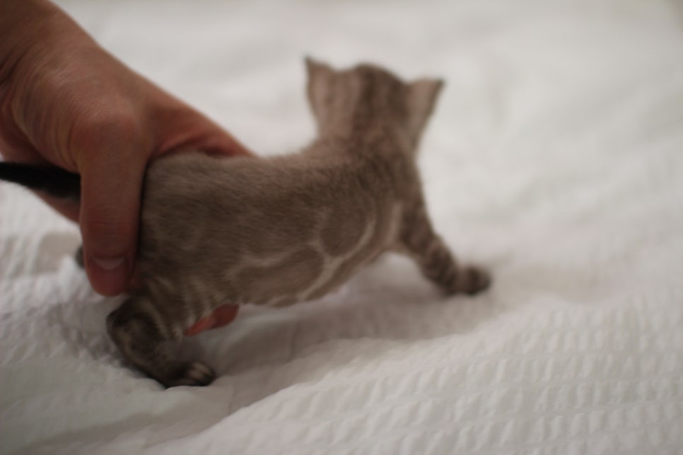 밍크차콜 뱅갈고양이 남아 순둥이로 성장중~ 관련 이미지 4