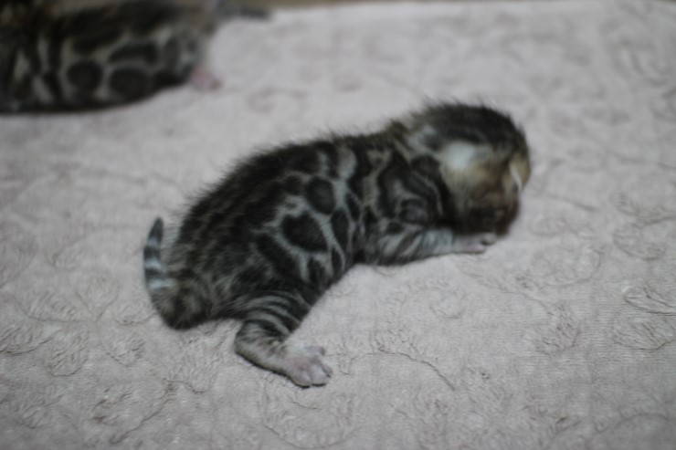 뱅갈고양이 자매 오늘 모습 입니다~ 관련 이미지 11