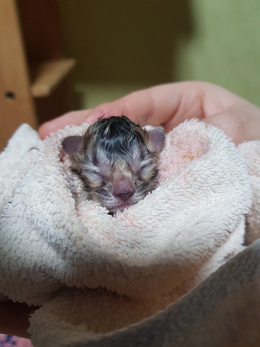 뱅갈고양이 꼬물이 태어났어요~ 관련 이미지 2