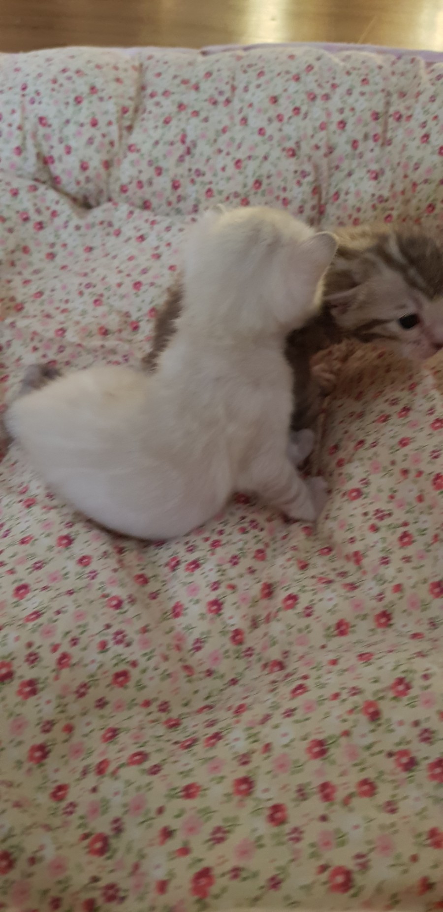 스노우뱅갈고양이 꼬맹이들 😍😍😍 관련 이미지 9