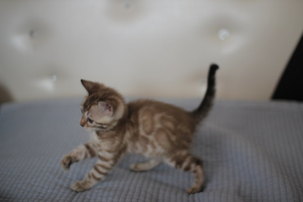 실밍크뱅갈고양이 여아 드림이~ 관련 이미지 7