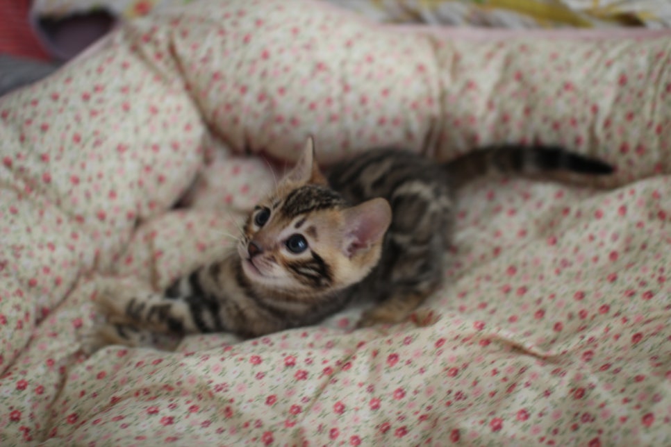 브라운 뱅갈 남아,여아,스노우뱅갈 남아 분양해요~ 관련 이미지 2