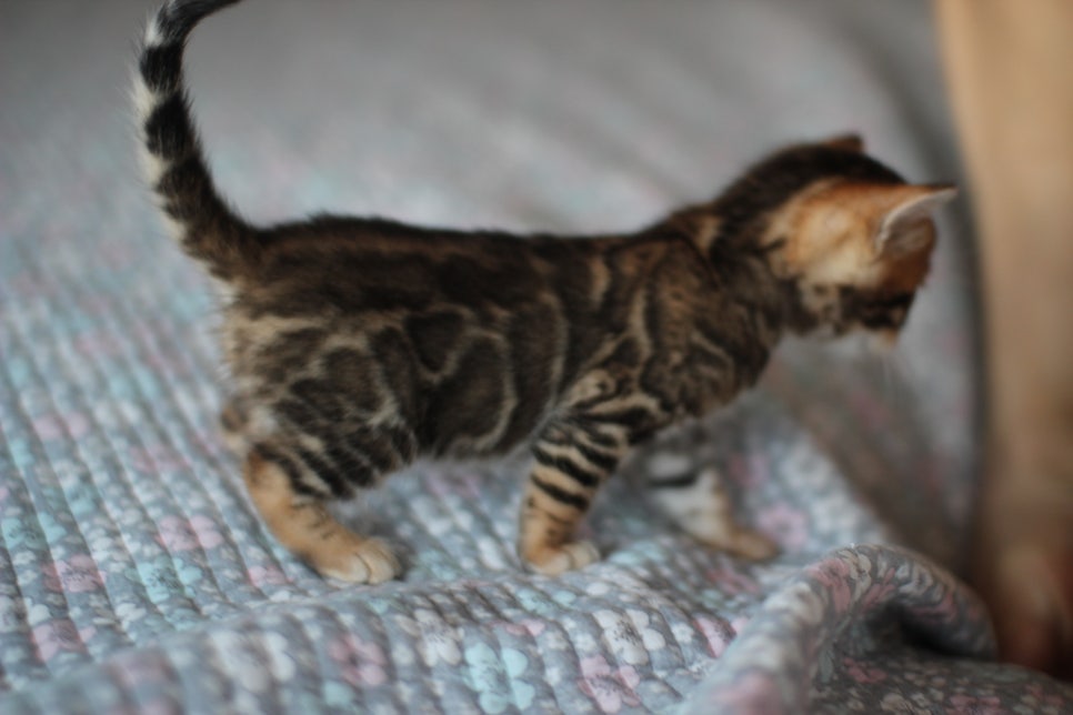 뱅갈고양이분양 동화속에 나오는 아이들! 관련 이미지 18