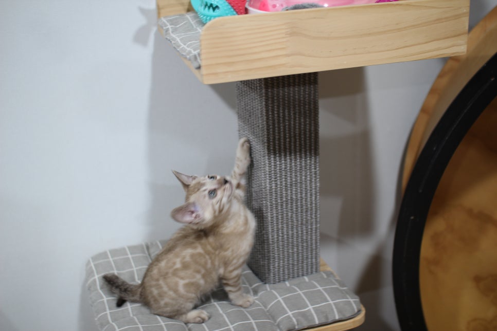 실밍크뱅갈고양이 분양중인 남아예요~ 관련 이미지 4