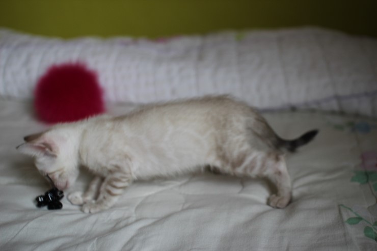 실링스 뱅갈고양이 키퍼 여아 입니다^^ 관련 이미지 7