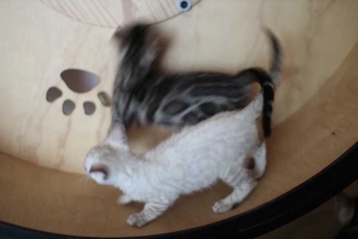 뱅갈고양이 꼬맹이들 놀아요~ 관련 이미지 3