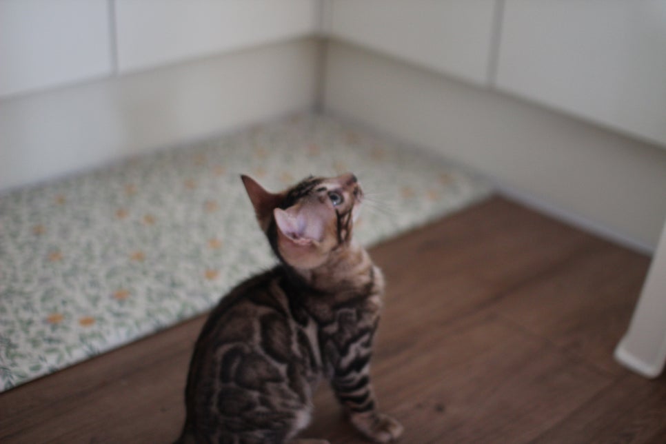 뱅갈고양이 강아지들 등장이요~~ 관련 이미지 17