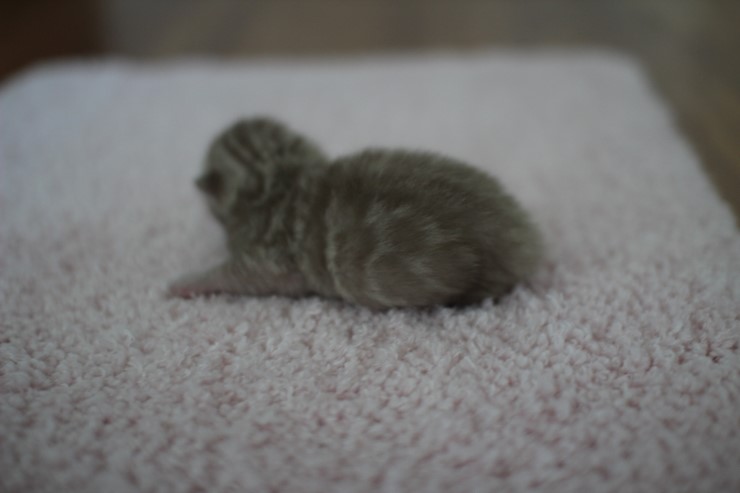 실밍크뱅갈고양이 꼬물이들 남매에요 관련 이미지 8