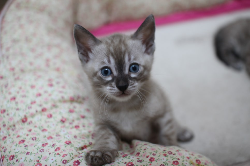 밍크차콜,밍크 뱅갈고양이 꼬맹이들 앙증맞은 모습~ 관련 이미지 3