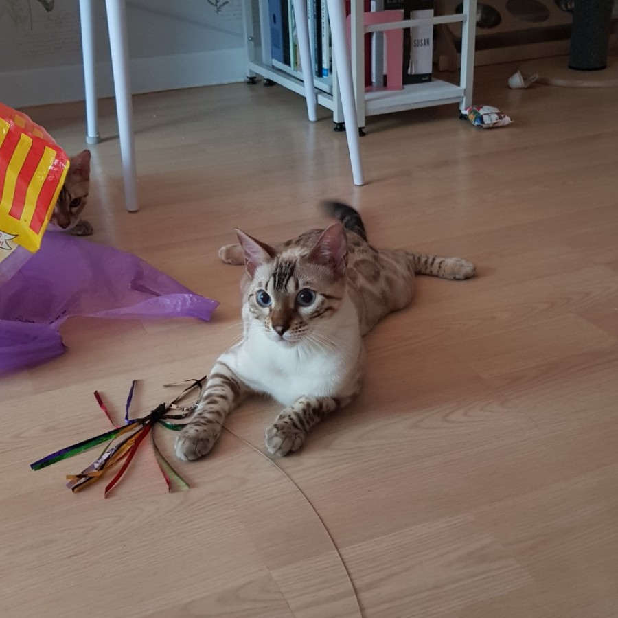 스노우뱅갈고양이 형제예요~ 관련 이미지 2