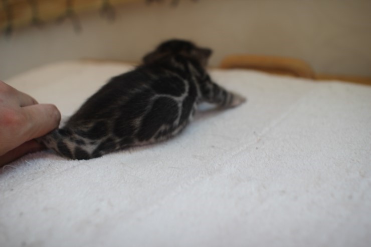 소유뱅갈캐터리에 방문해 주시는 분들 즐겁고 풍성한 한가위 되세요~^^ 관련 이미지 1