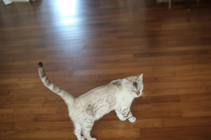 순둥이 실링스 뱅갈고양이 키나예요~ 관련 이미지 2