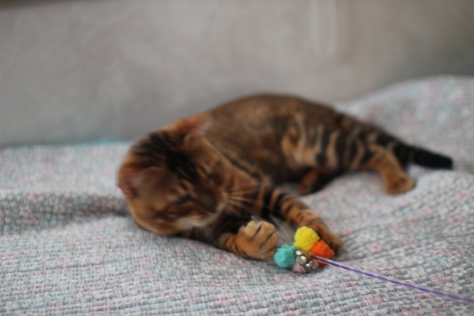 소유뱅갈캐터리 원탑 오랜만에 사진 찍었어요~ 관련 이미지 11